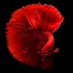 Pez Betta de color rojo