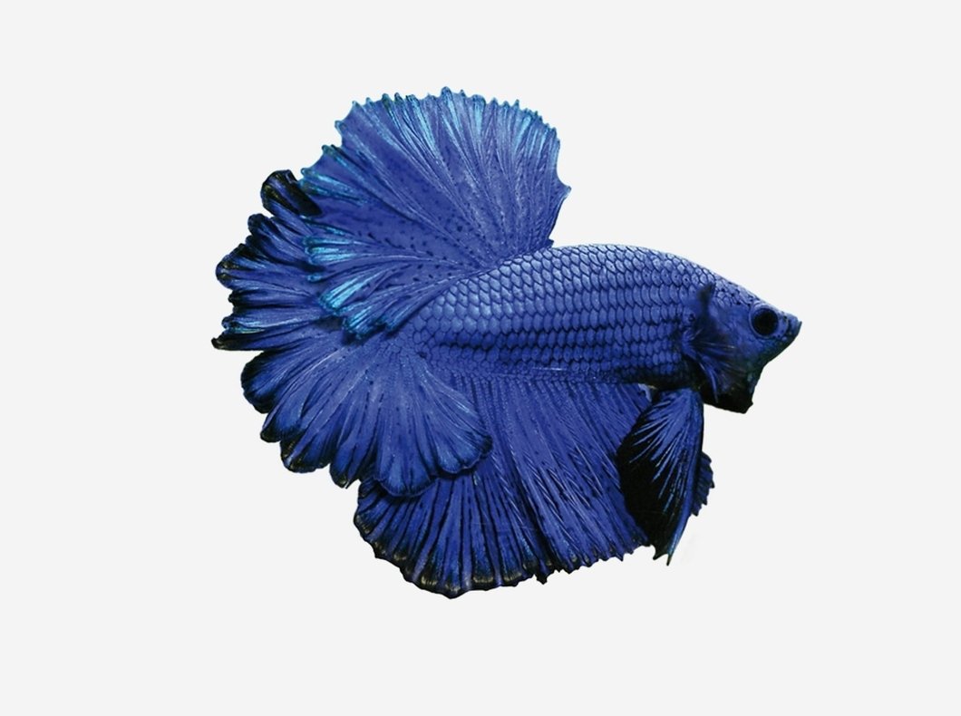 Betta Halfmoon Curiosidades y Características