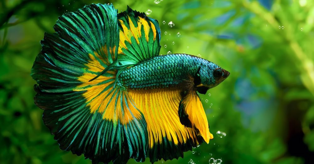 peces bonitos pez verde betta