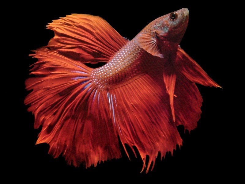 pez bonitos betta de color naranja