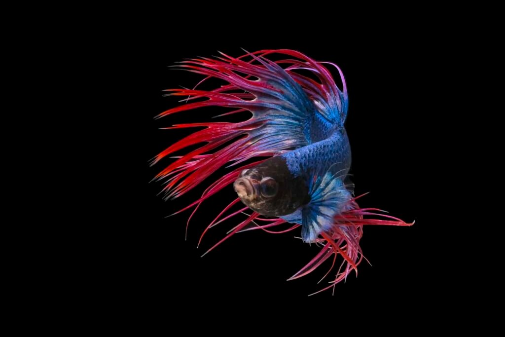 betta cola de corona macho azul y rojo