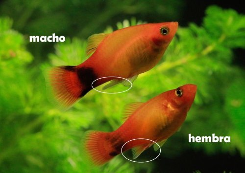 pez platy macho y hembra