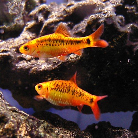 barbo dorado de agua fria
