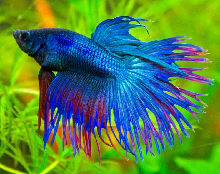 pez betta azul y rosado