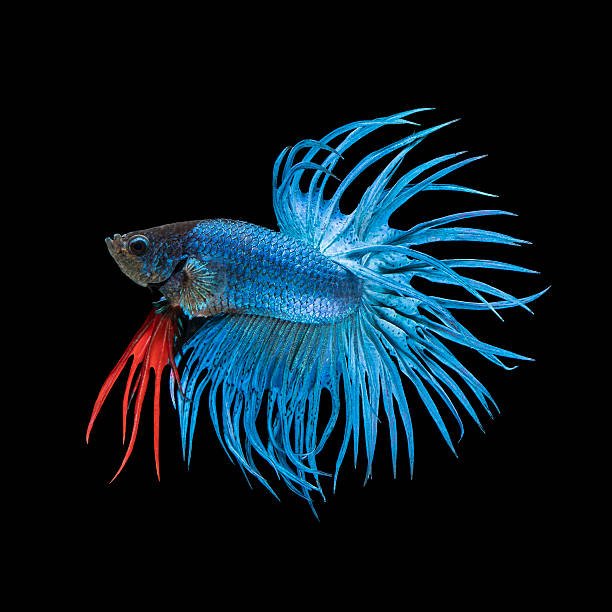 betta crowtail azul