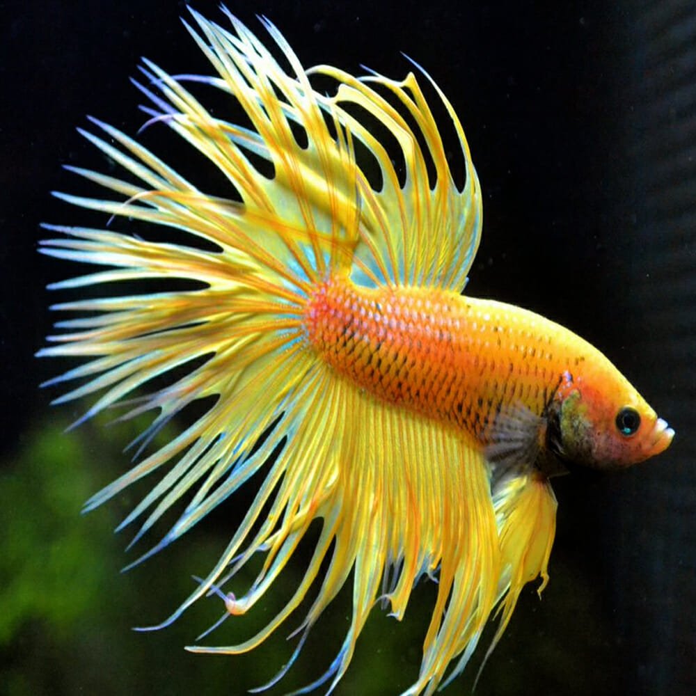 betta corona o crowtail amarillo