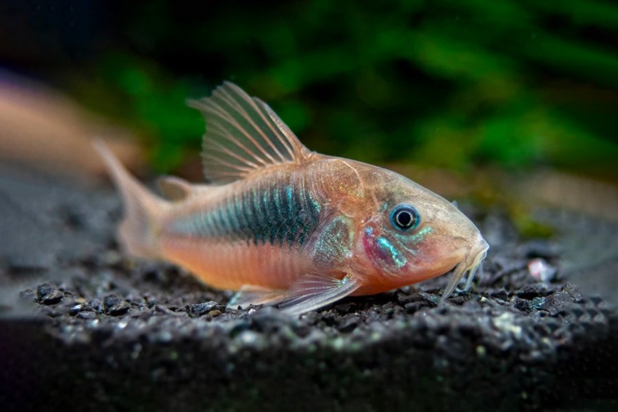 pececitro de agua tropicañ corydoras