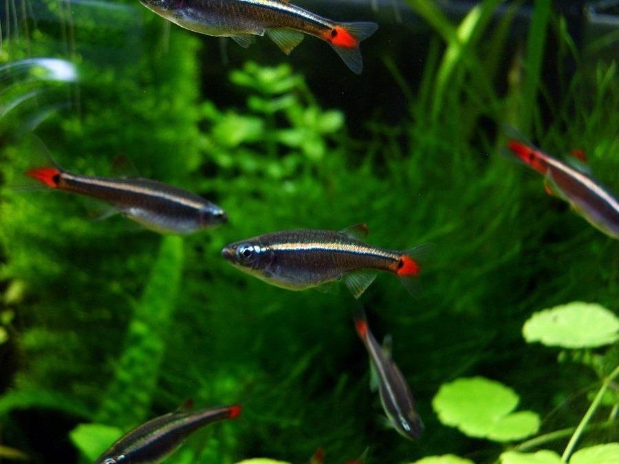 peces neon de agua fria