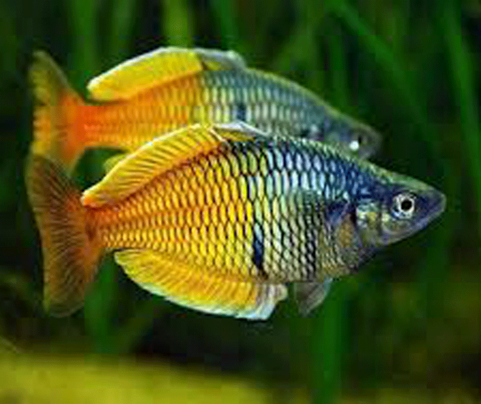 peces de agua fria