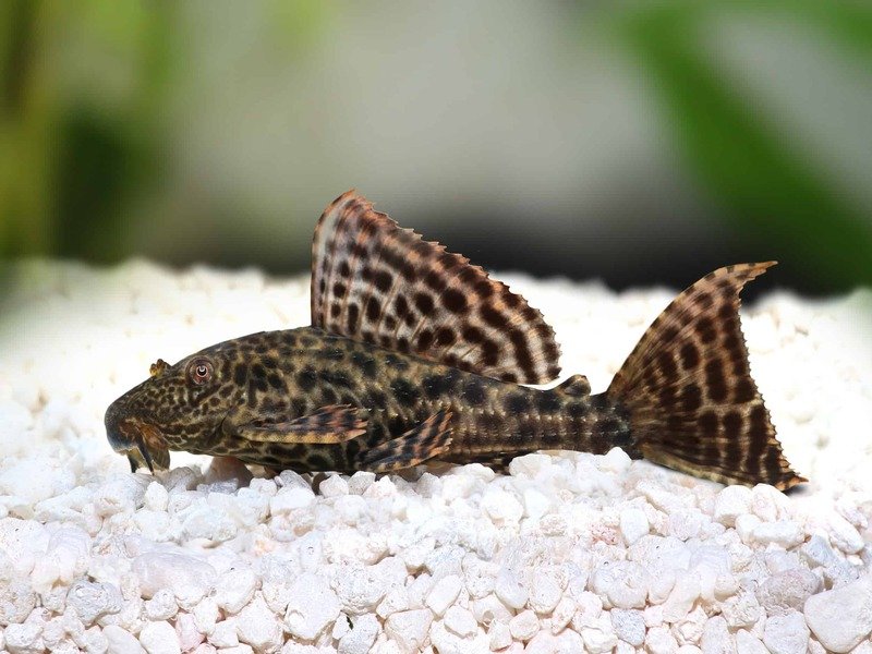 pez plecos o  plecostomus