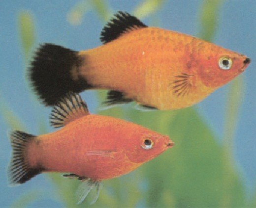 diferencia entre pez platy macho y hembra