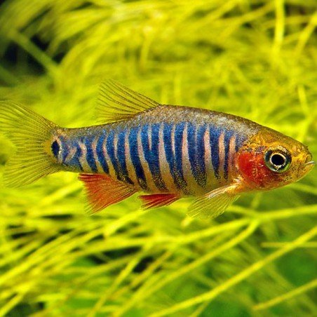 pececito rasbora enana de agua cálida